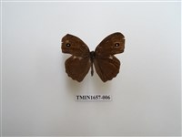 藏品(切翅眉眼蝶)的圖片